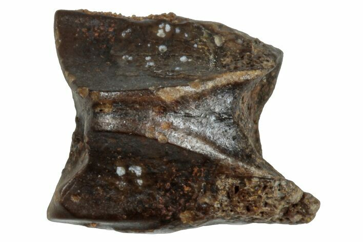 Fossil Hadrosaur (Edmontosaurus) Shed Tooth - Wyoming #284171